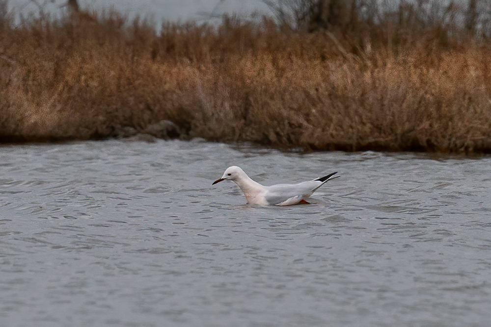 Slender-billed Gull — Ana fotoğraf